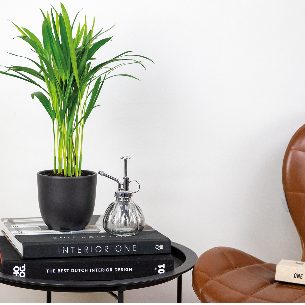Dypsis Lutescens - Palmier Areca - Plante d’intérieur - Dépolluante - H. 30-40 cm - P. 12 cm - 4