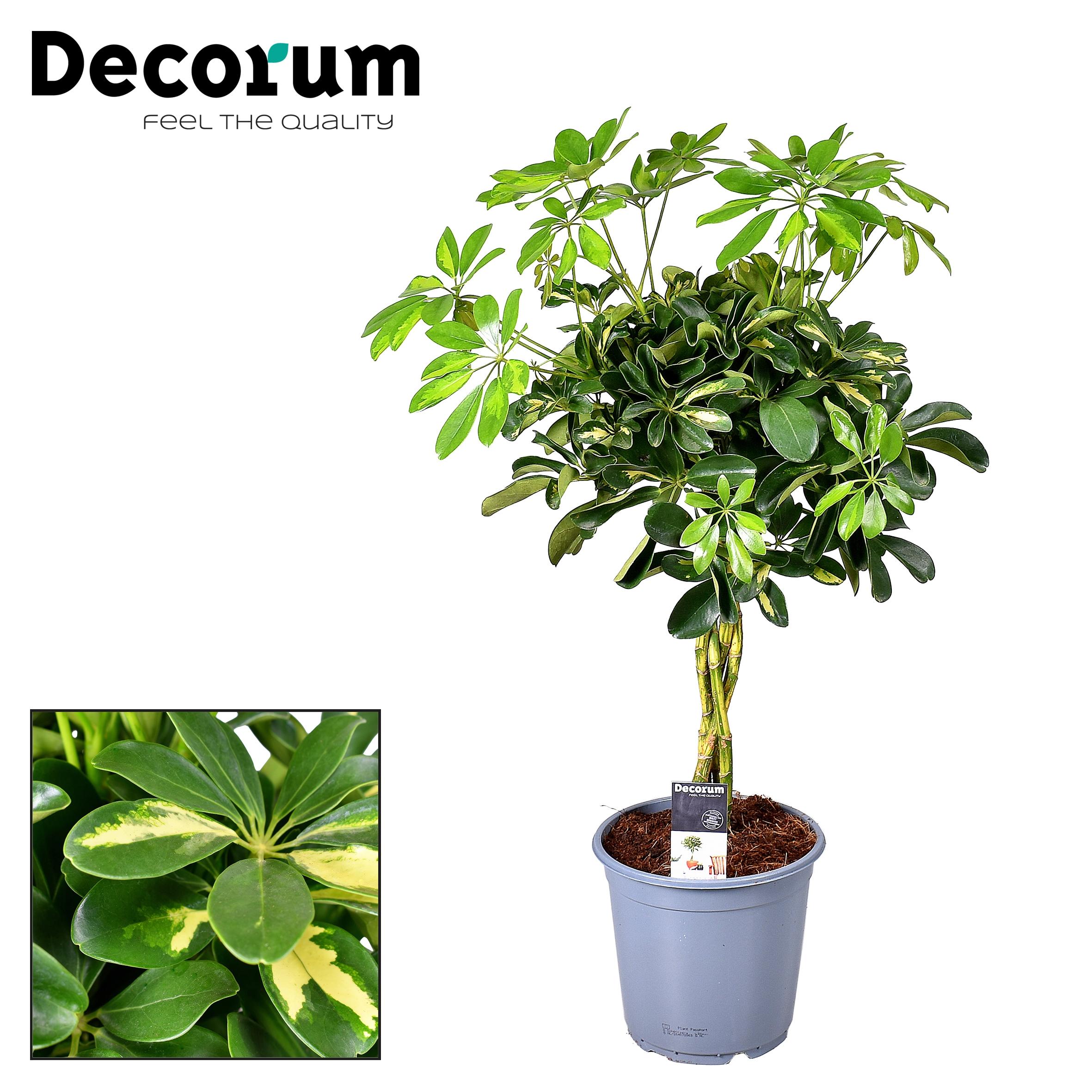 Schefflera Gold Capella - Jasna roślina doniczkowa do wnętrz - Doniczka Ø21cm - Wysokość 75cm