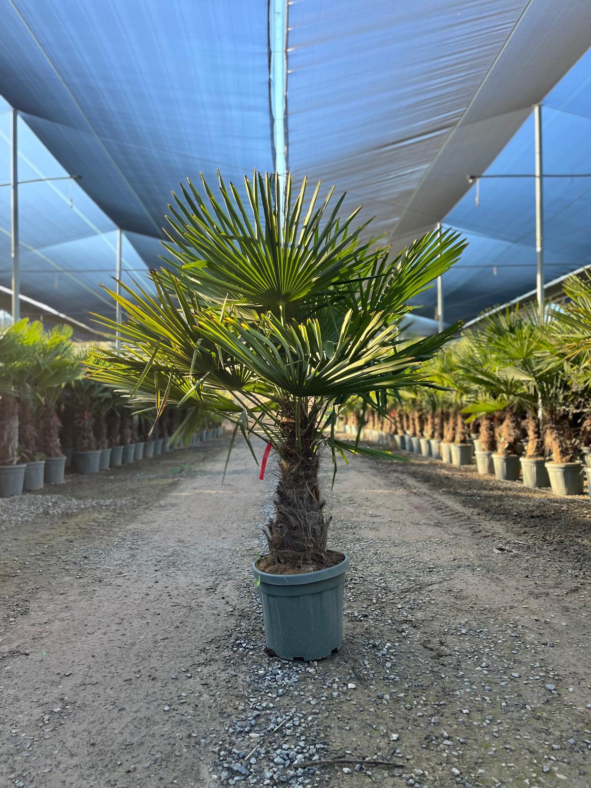 Sunny Tree - Palmier - Trachycarpus Fortunei - Palmier en éventail de Chine - Palmier à chanvre - 140-160 cm Pot compris - Hauteur du tronc 40-50 cm - 6