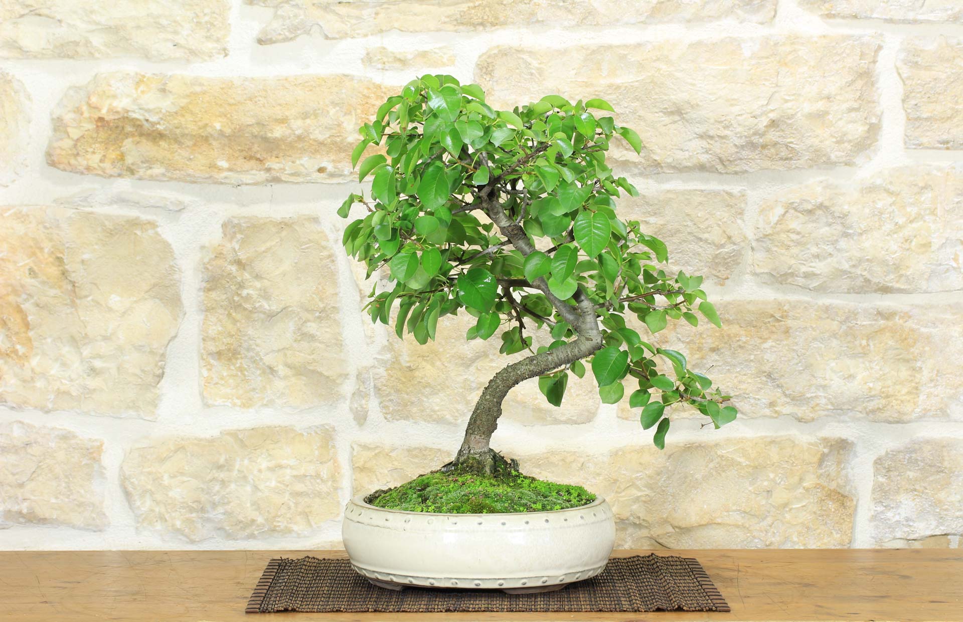 Bonsai di Ciliegio Selvatico (158) | Leroy Merlin