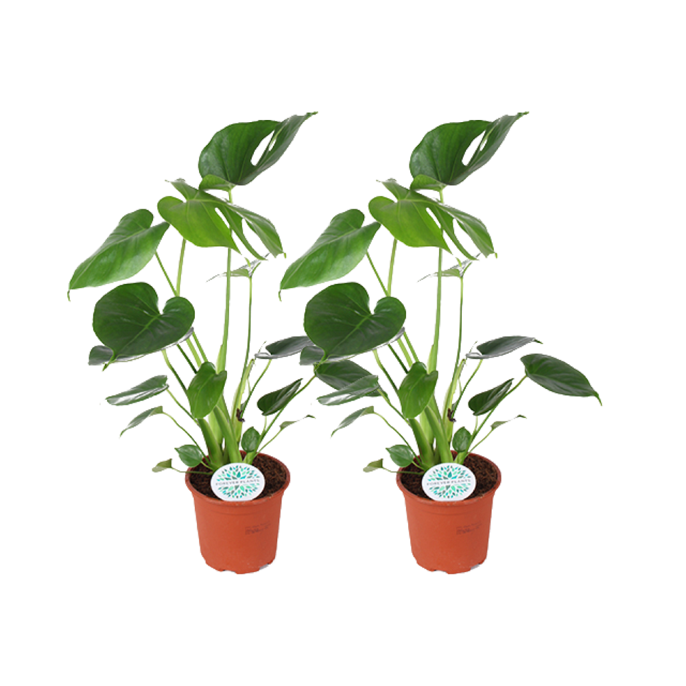 Monstera Deliciosa Ø14cm - Zestaw 2 Tropikalnych Roślin Doniczkowych z Dekoracyjnymi Liśćmi