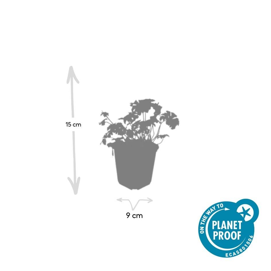 6x Géranium cantabrigiense 'Cambridge' – Plante vivace couvre-sol 10-25 cm – Fleurs roses et feuillage aromatique - 3