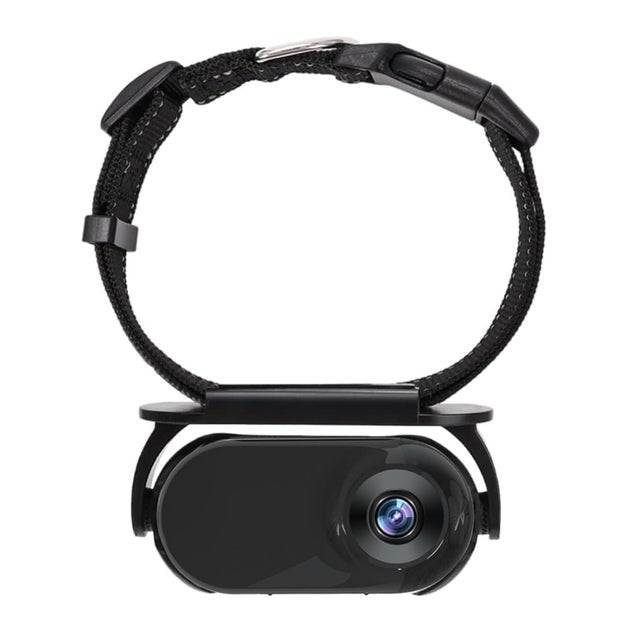Grabadora portátil para gatos y perros con cámara del tamaño de un pulgar y collar, incluye tarjeta de 8 GB y collar de correa negra.