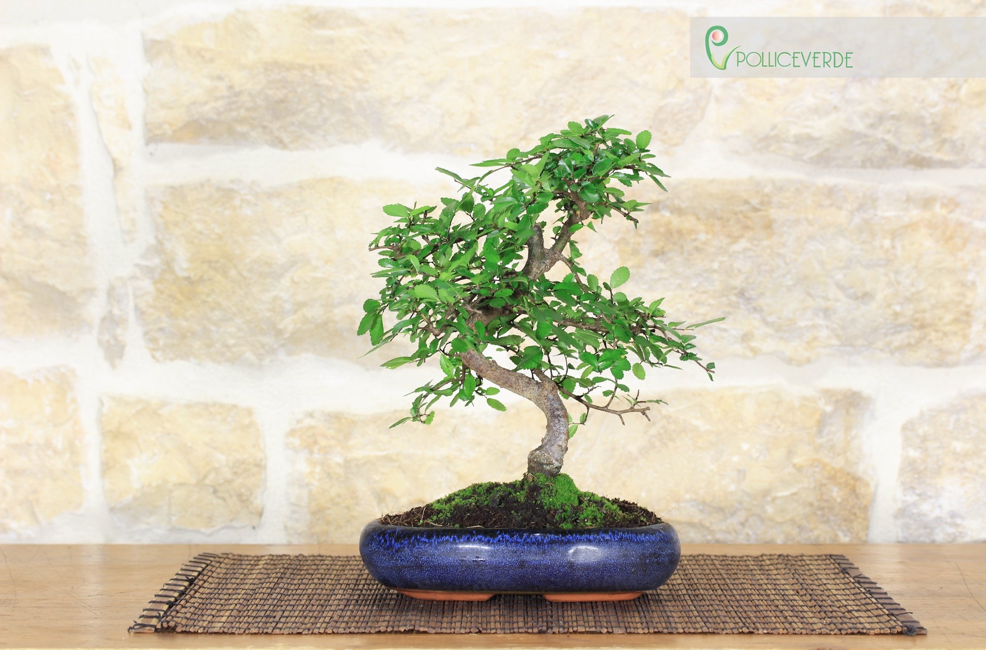 Bonsai di Olmo Cinese vaso cm. 15 - 7