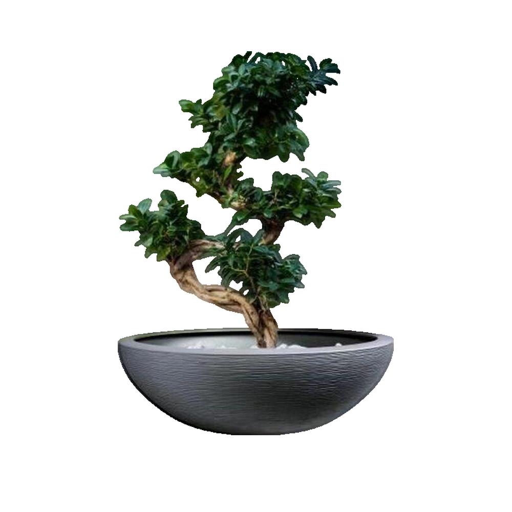 Pot de fleurs vasque en plastique Graphit UP anthracite - Ø 60 cm - Eda - 2