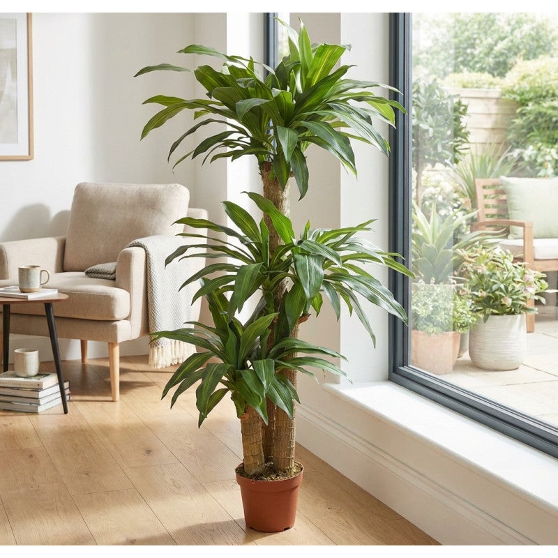 Plante Artificielle Dracaena 145cm avec pot | Plantes en plastique pour la décoration de jardin intérieur et extérieur - 3