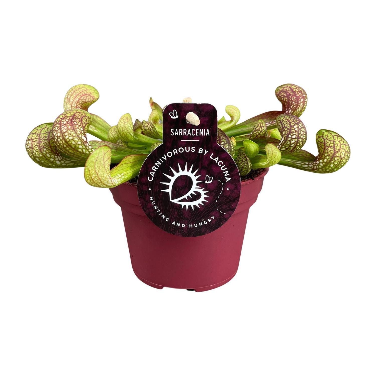 Sarracenia Psittacina - Miniaturowa roślina owadożerna - Doniczka Ø12cm - Wysokość 13cm - Łatwa pielęgnacja