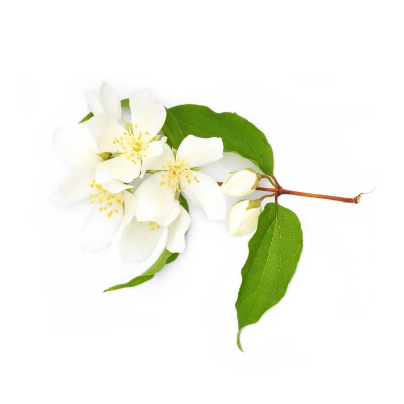 Seringat commun (Philadelphus coronarius) - Godet - Taille 10cm - Pépinières Naudet - 4