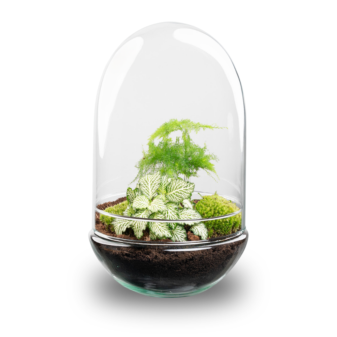 Terrário DIY Egg XL - 30 cm - Mini-Ecossistema Autônomo - 2