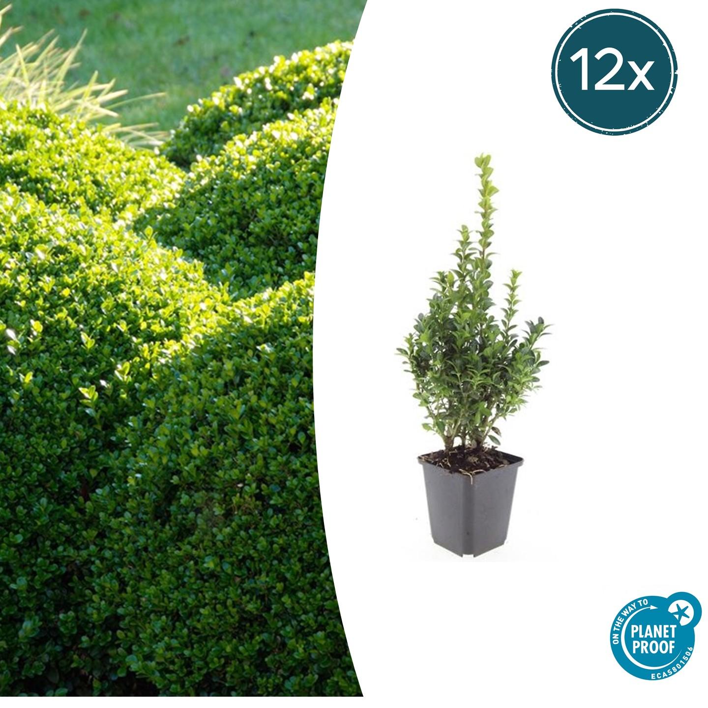 Vitax Buxus Engrais pour haies et conteneurs, libération prolongée d'azote, favorise une croissance saine : pot de 5 kg