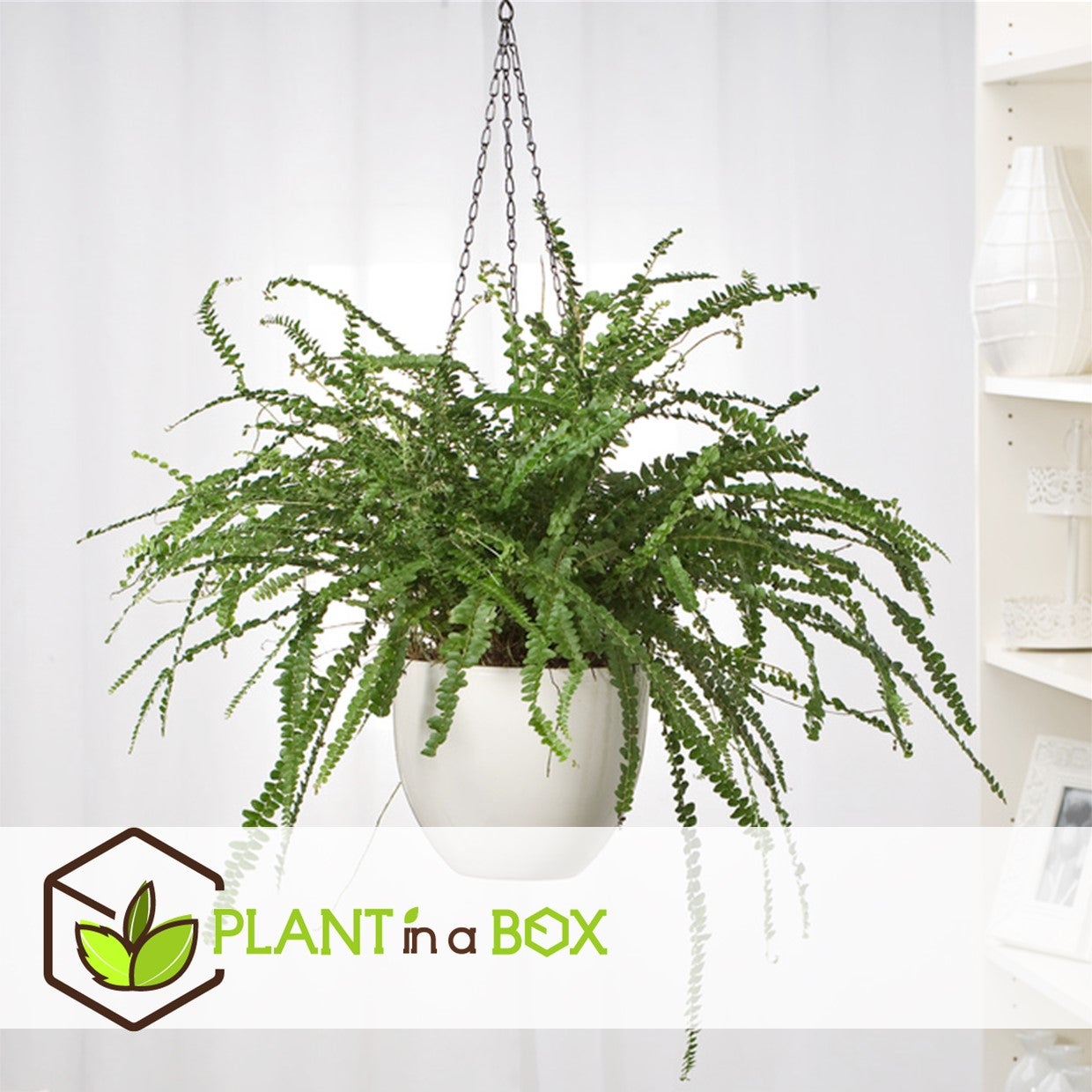 Felce lisca di pesce - 2 Pezzi - Nephrolepis 'Duffii' - Altezza 25-40cm - ⌀12cm - 5