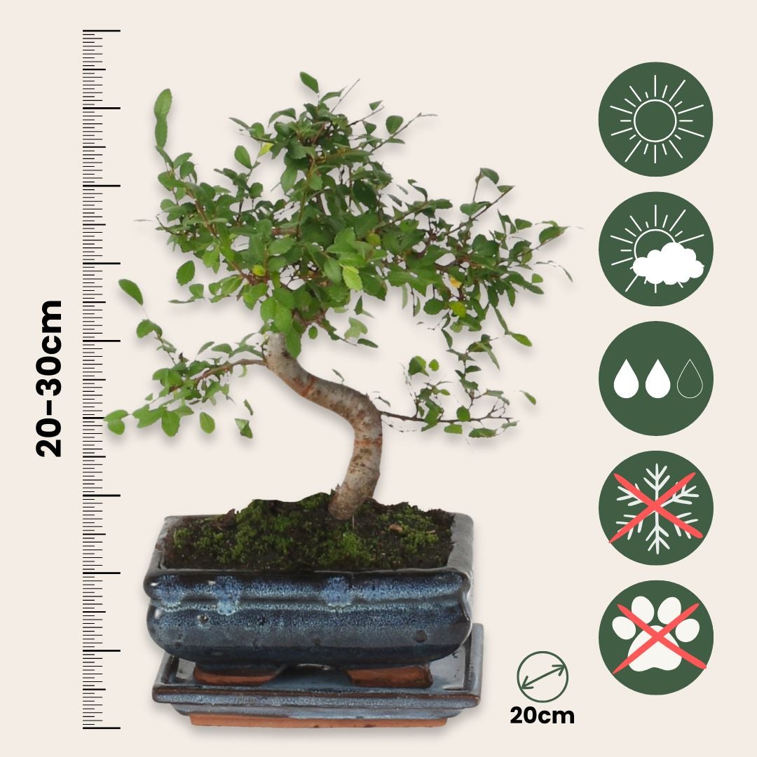 ahorn garten bonsai Acer palmatum