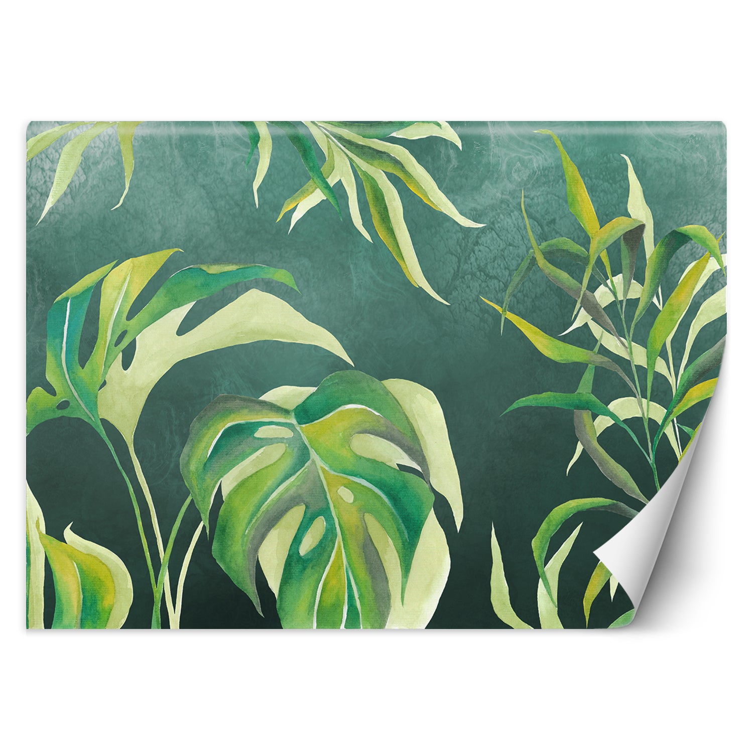 Fototapeta, Liście Monstera 350x245