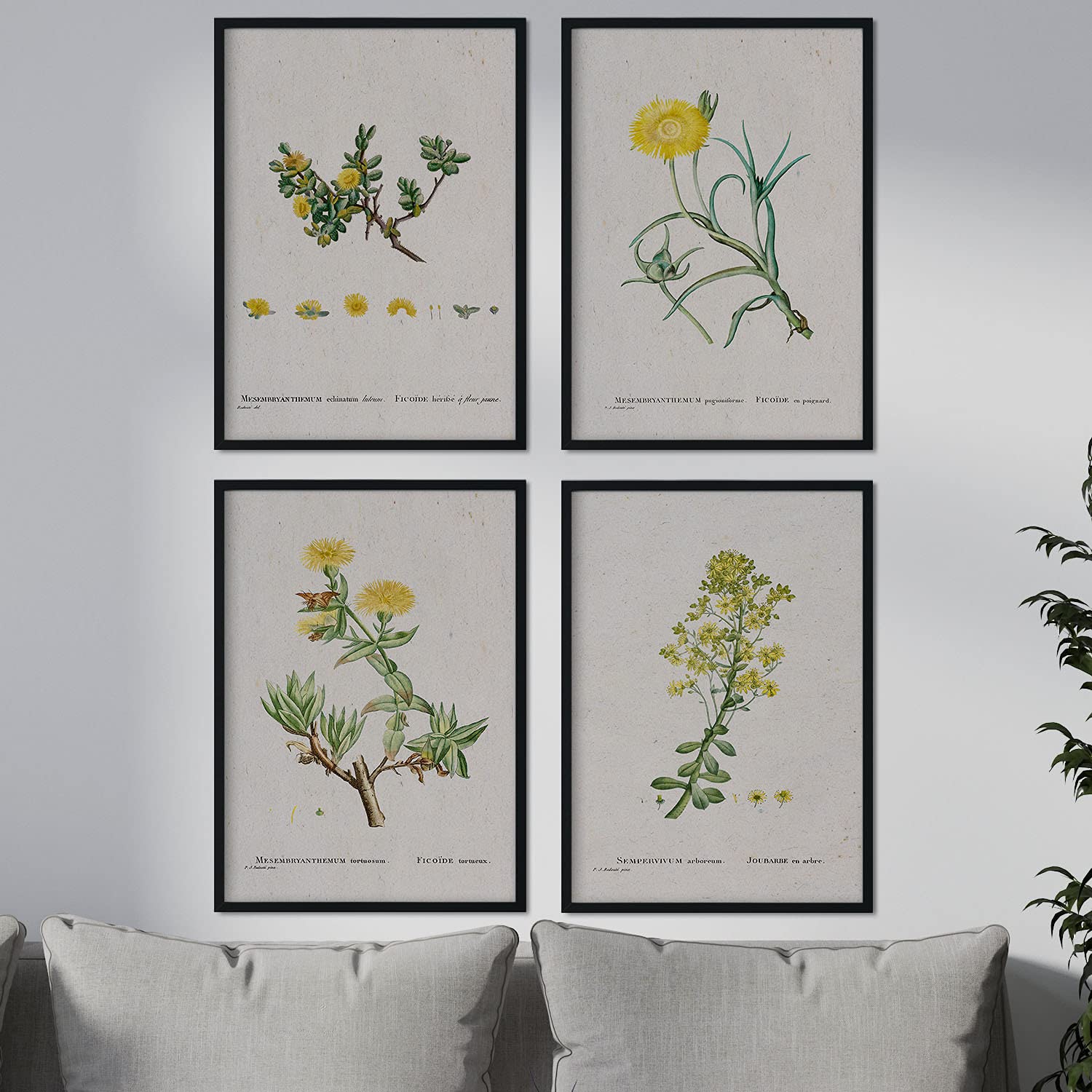Pack de láminas flores amarillas. pósteres con ilustraciones en acuarela de pierre-joseph redoute. sin marco - a3