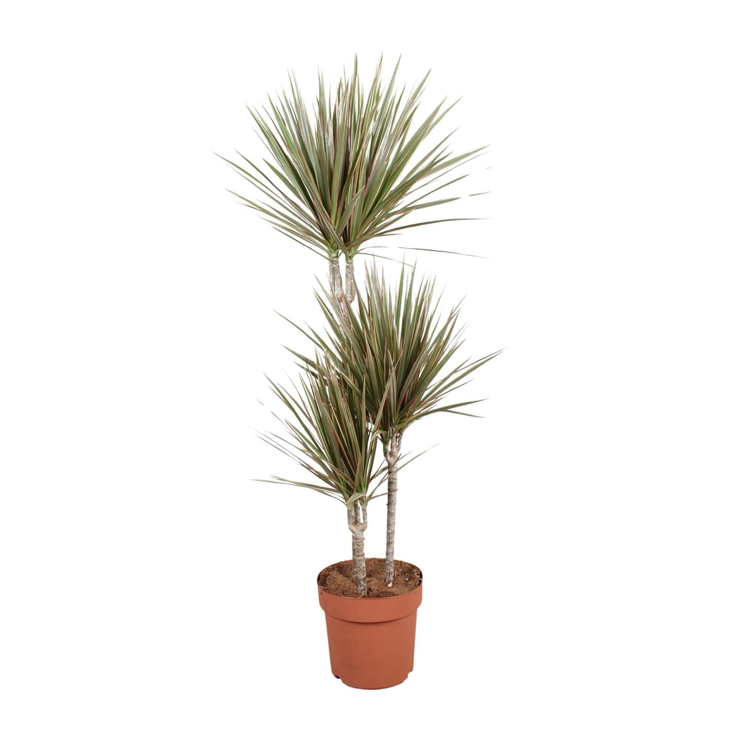 Dracaena Bicolor - Drzewo Smoka Ø21cm - Wysokość 120cm