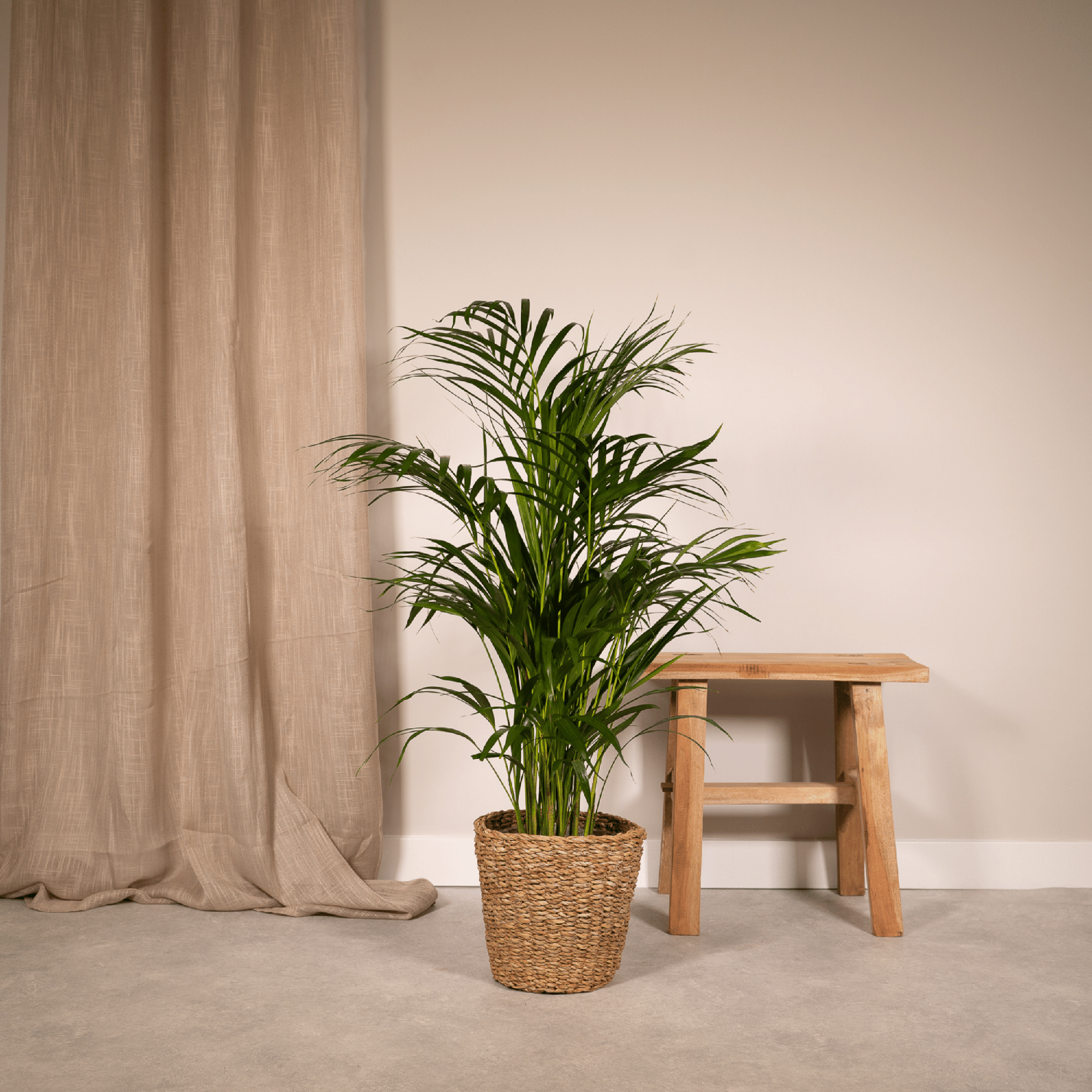 Palmier Areca plante d’intérieur feuillage vert hauteur 70 cm pot Ø17 cm– ComfortXL Green - 2