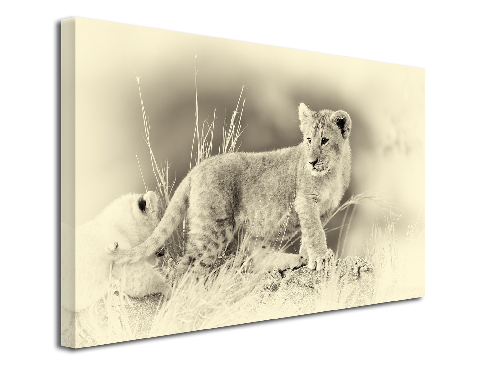 Tableau Déco Toile Imprimée CHATS - 40x25cm, Thème Animal, Pour Intérieur/extérieur - CA2-01T