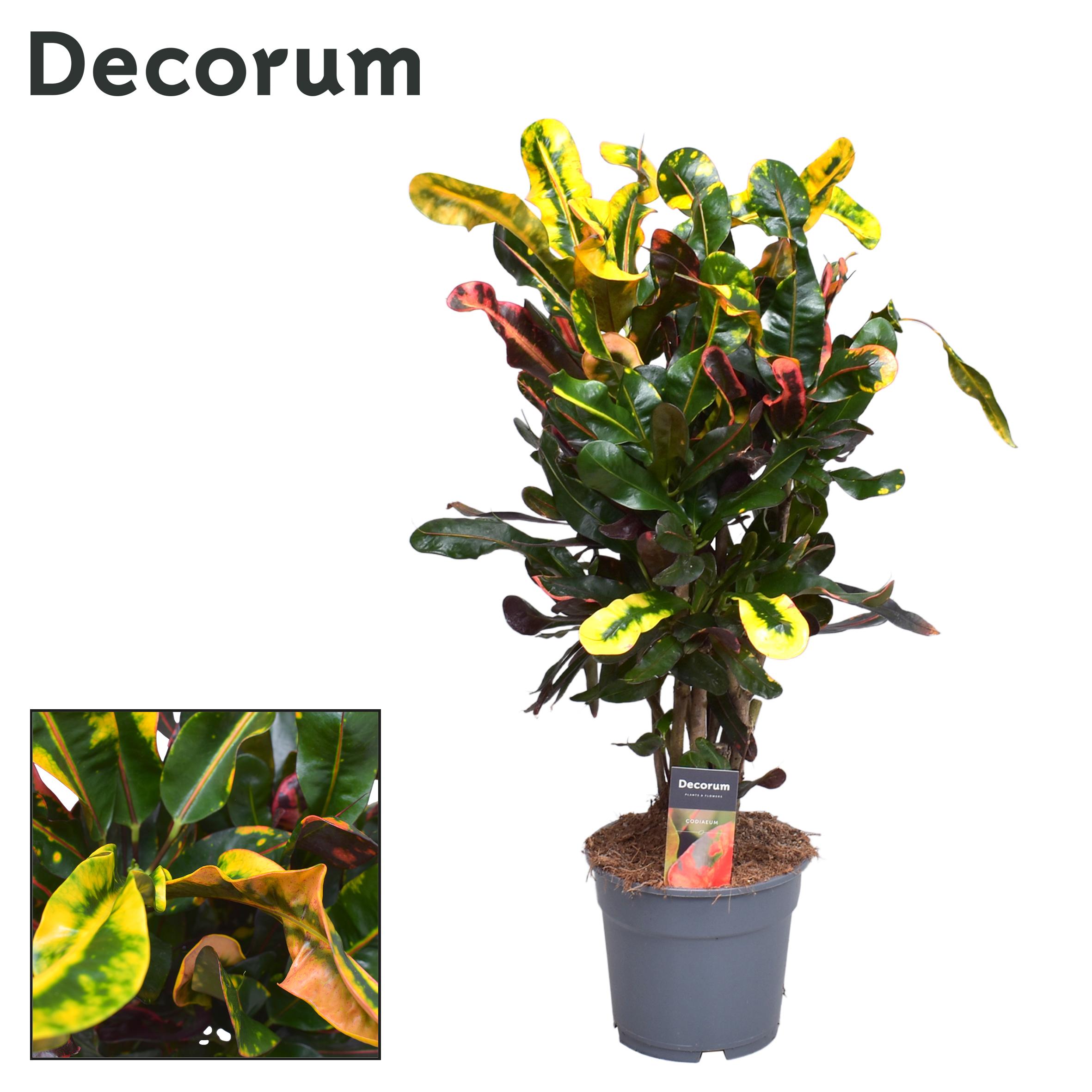 Croton Mammi - Roślina doniczkowa o kolorowych liściach - Doniczka Ø17cm - Wysokość 60cm
