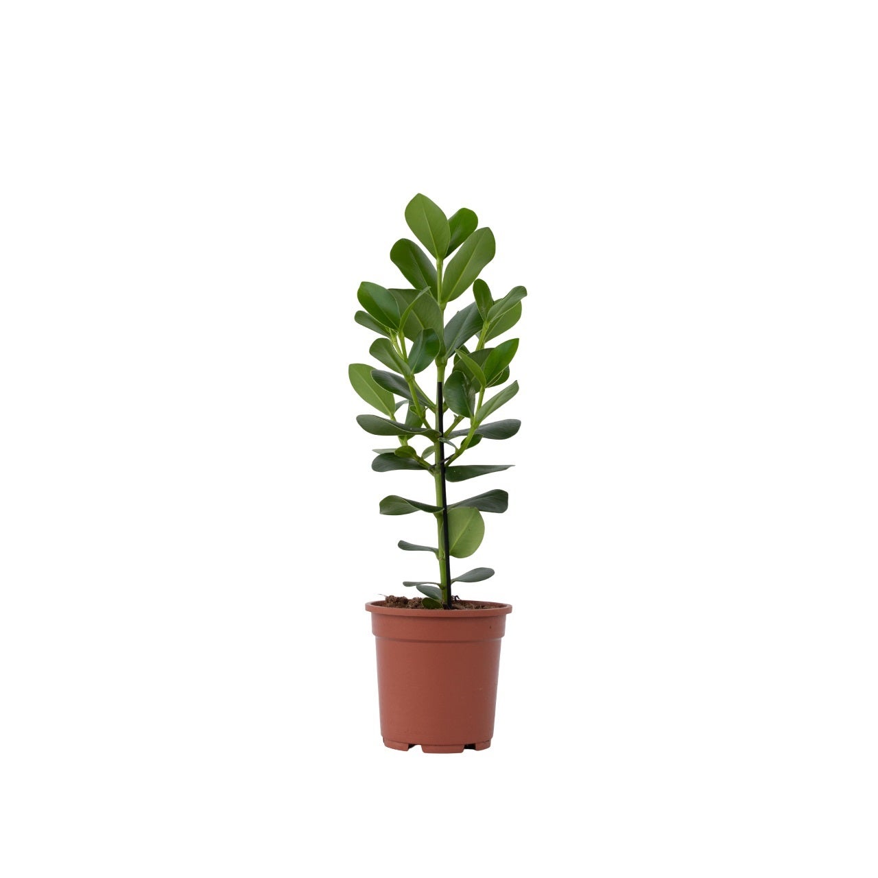 Copey rosado - Clusia rosea 'Princess' - Altura 50-60cm - ⌀17cm | Leroy ...