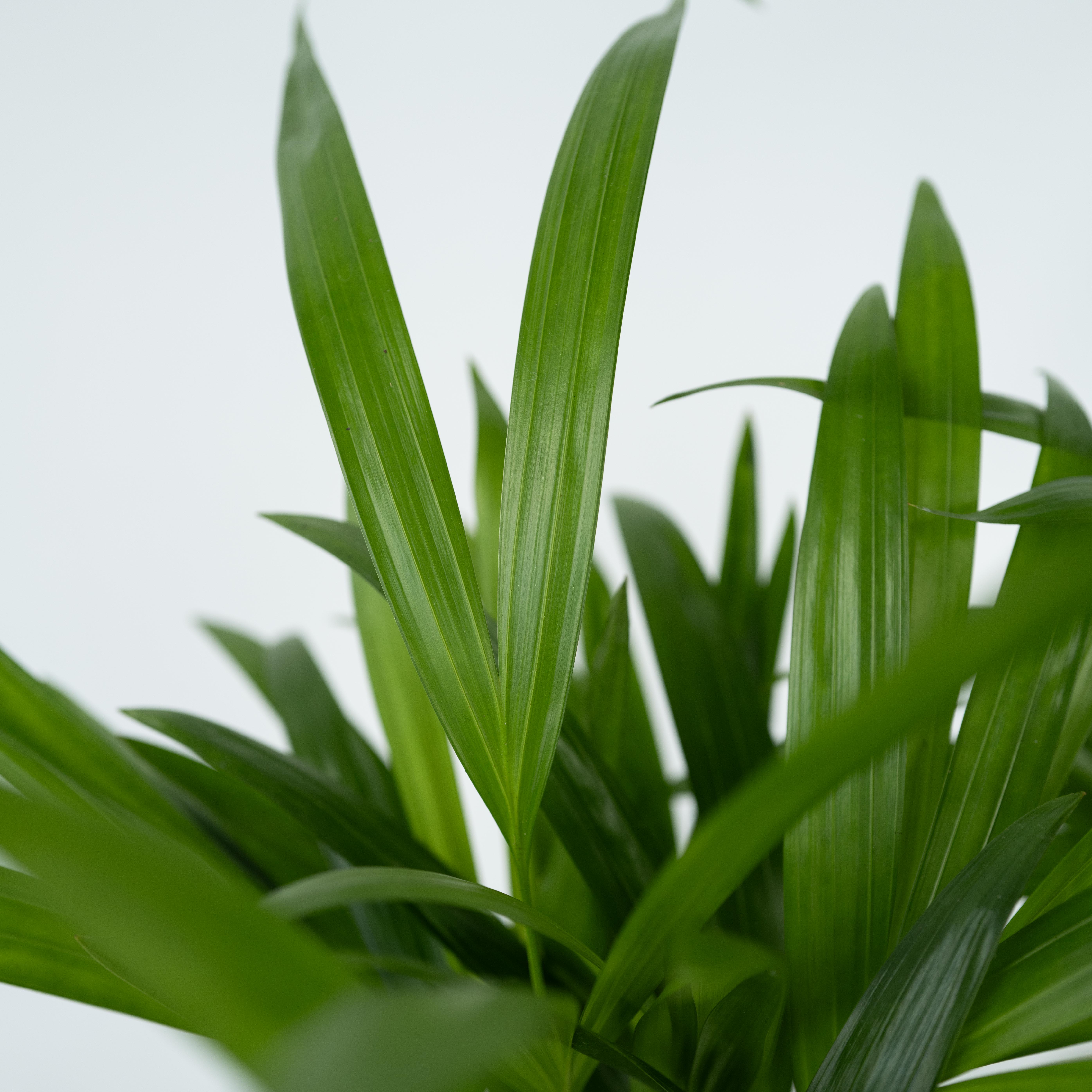 Palma Areca - Dypsis lutescens - Altezza 100-120cm - ⌀21cm - 5