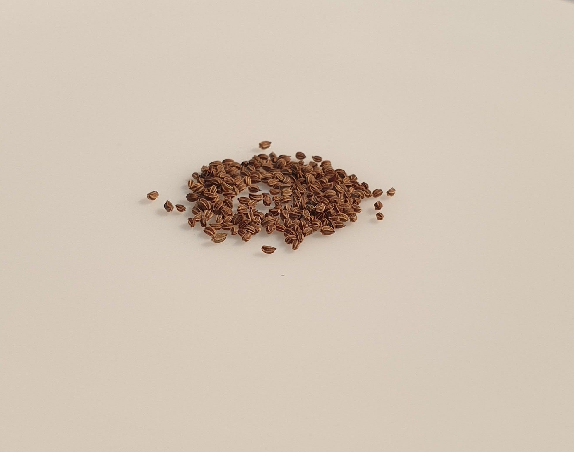 Graines De Poireau Long De Mézières - Variété Ancienne, Rustique Et Productive - Sachet De 100 Graines