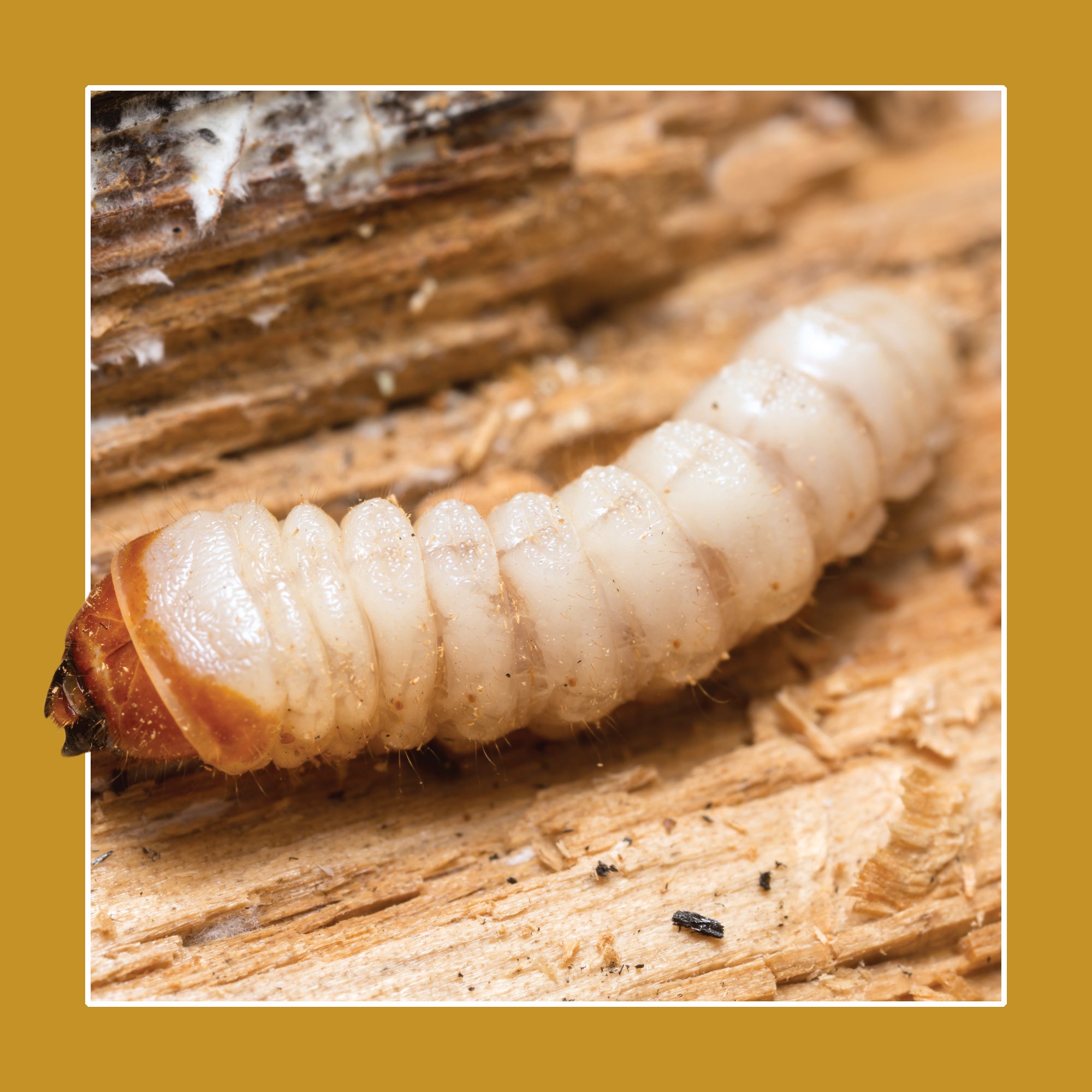 Soluguard Solución Anticarcoma - 500ml -Tratamiento contra la carcoma e insectos xilófagos como la termita y carcoma: Listo para Usar, Incoloro - 2