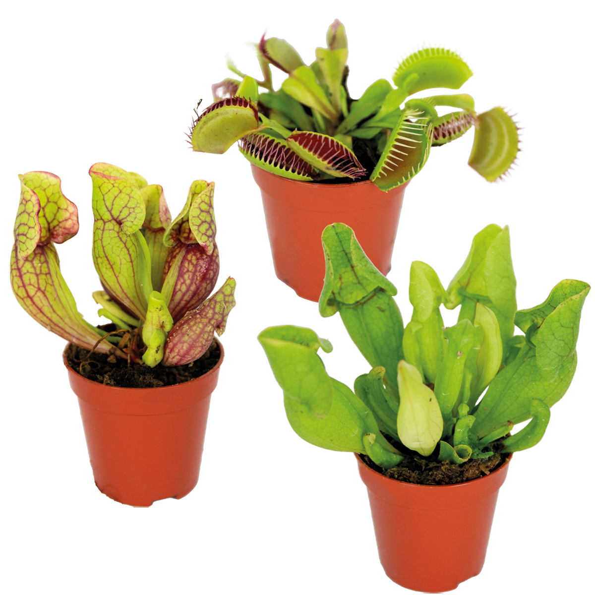 Lot de 3 - Plantes carnivores - Mlange - Plantes d'intrieur - Faciles  d'entretien - 5-10 cm | Leroy Merlin