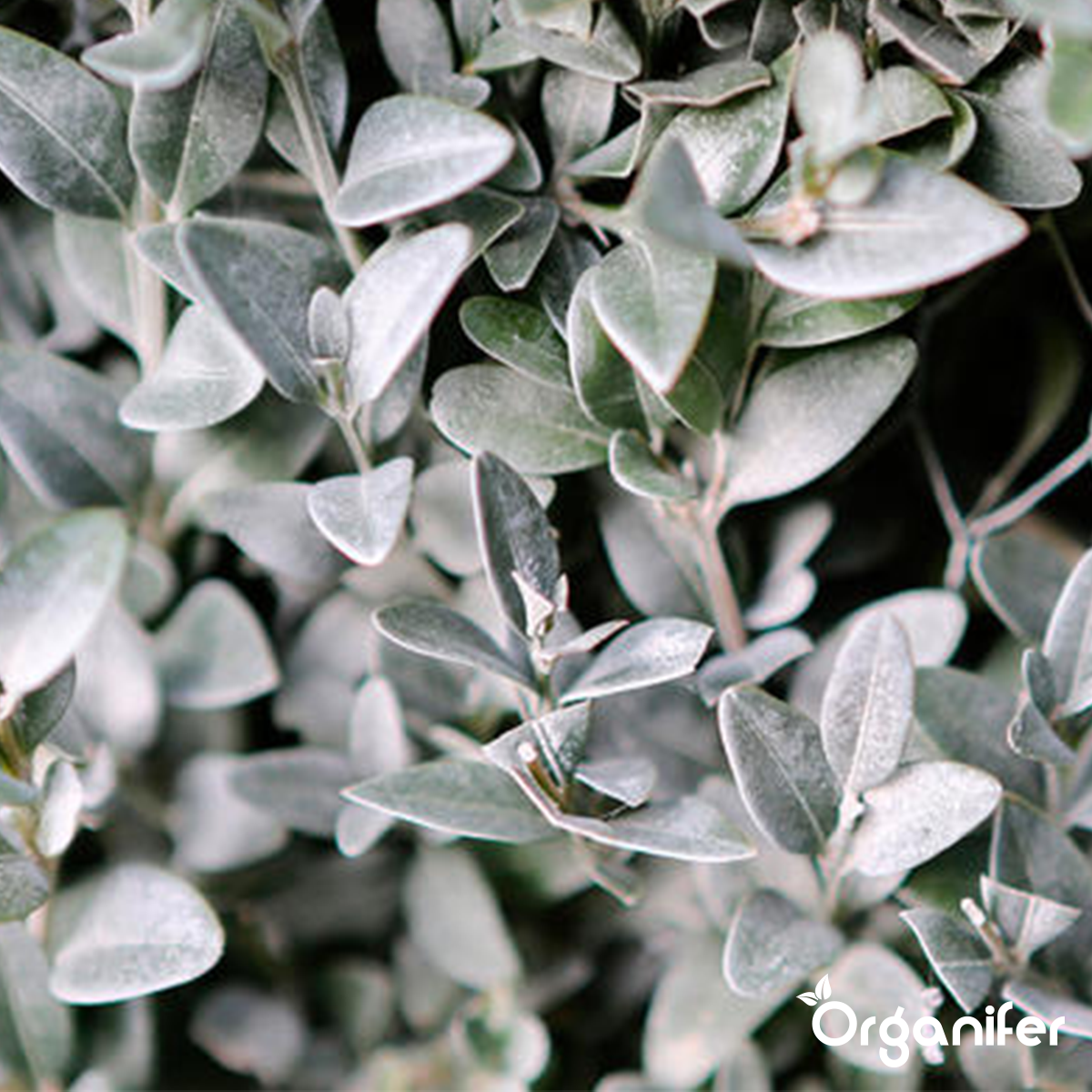 Poudre De Chaux Algale - Lithothamnium Calcareum Pur - 1000 Kg Pour 5 Ha - Organifer - 5