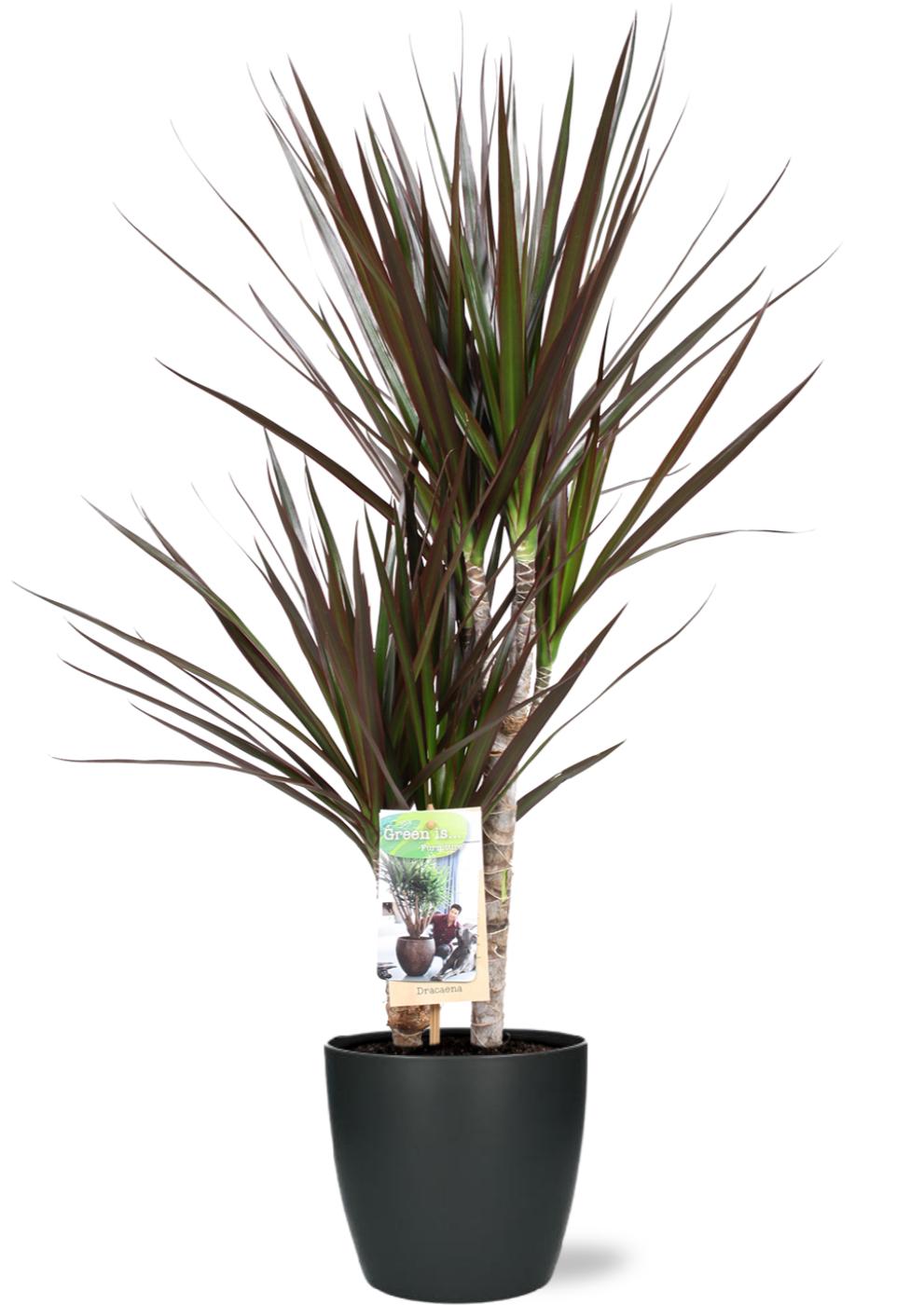 Dracaena Magenta w doniczce Brussels antracyt Ø18x17cm - Roślina doniczkowa 17-80cm