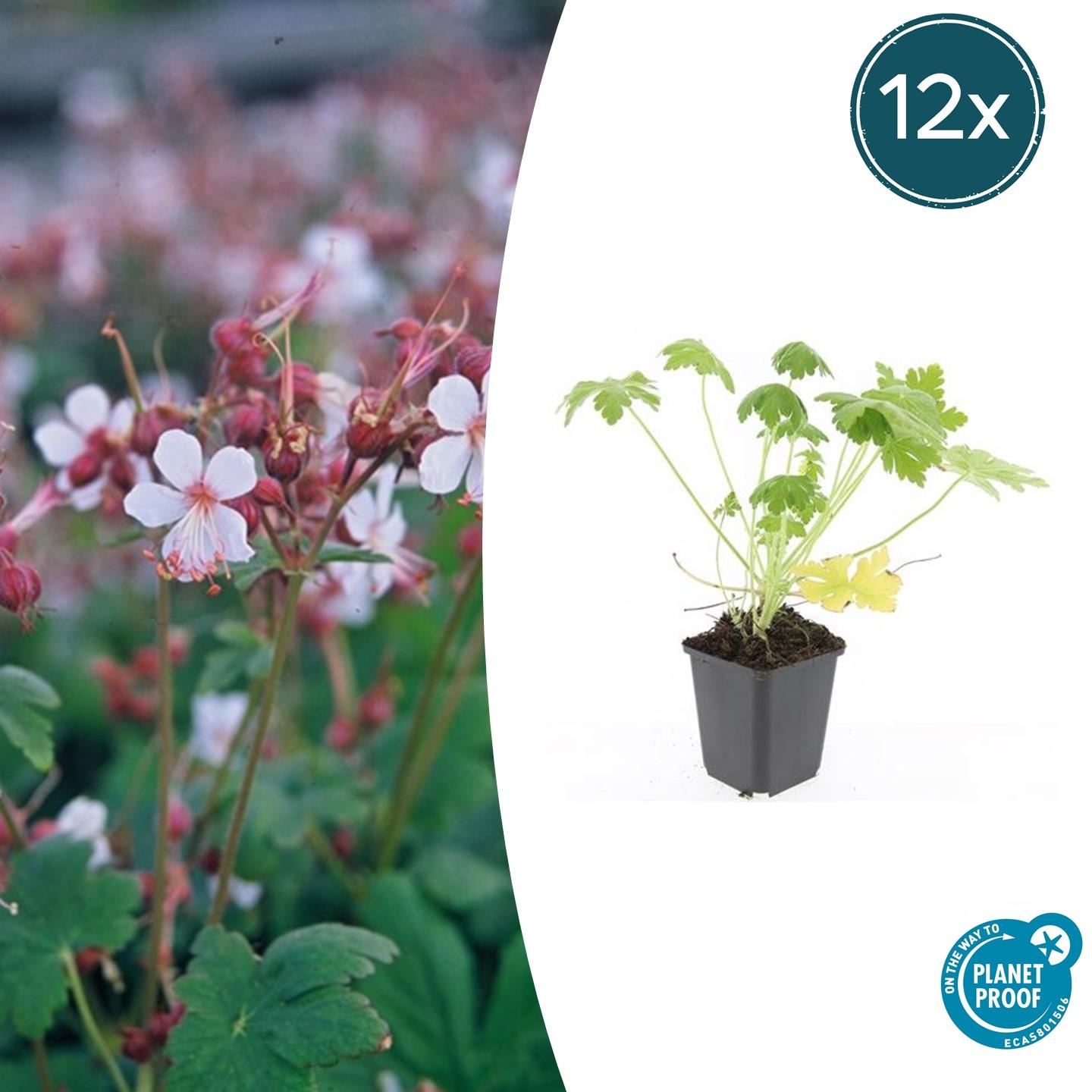 12x Geranium macrorrhizum 'Spessart' – Couvre-sol vivace à fleurs ...