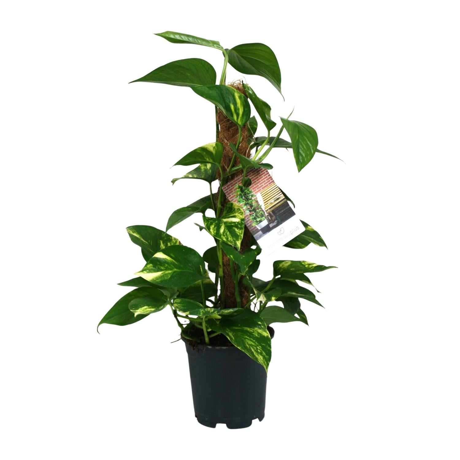 Roślina Scindapsus Epipremnum doniczka Ø15cm wysokość 50cm – Pnącze dekoracyjne z liśćmi zielonymi łatwe w pielęgnacji