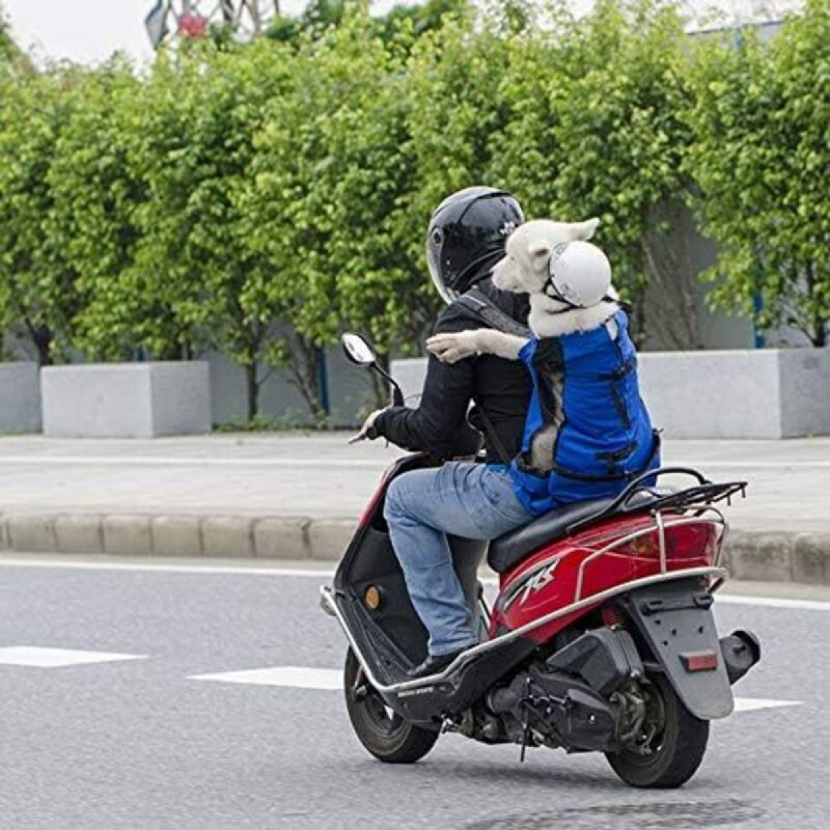 Bolsa de transporte ajustable para perro en malla transpirable para cachorros y perros de exterior Mochila viaje para senderismo ciclismo color negro - 4