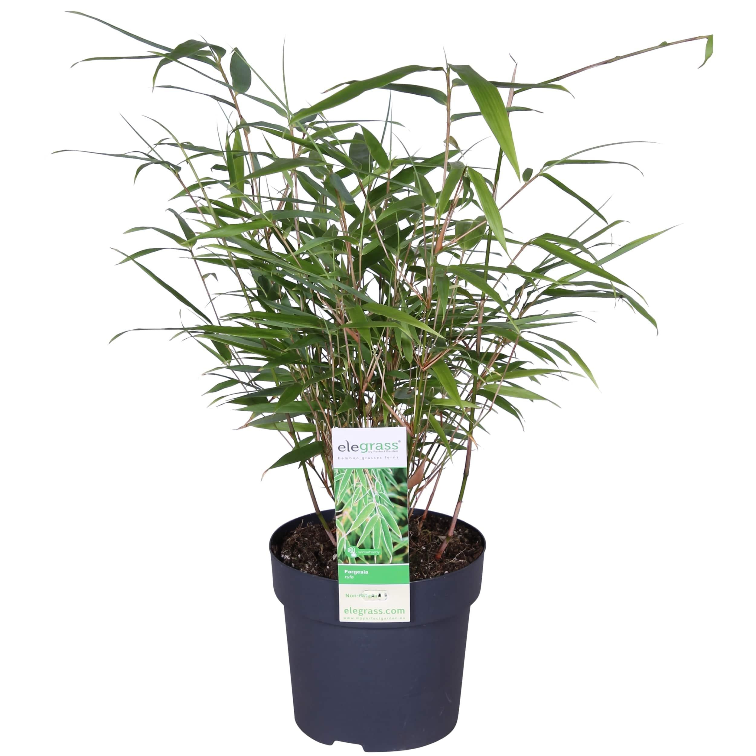 Fargesia rufa - Zwarty bambus nieinwazyjny - Doniczka Ø29cm - Wysokość 80cm - Zielone liście