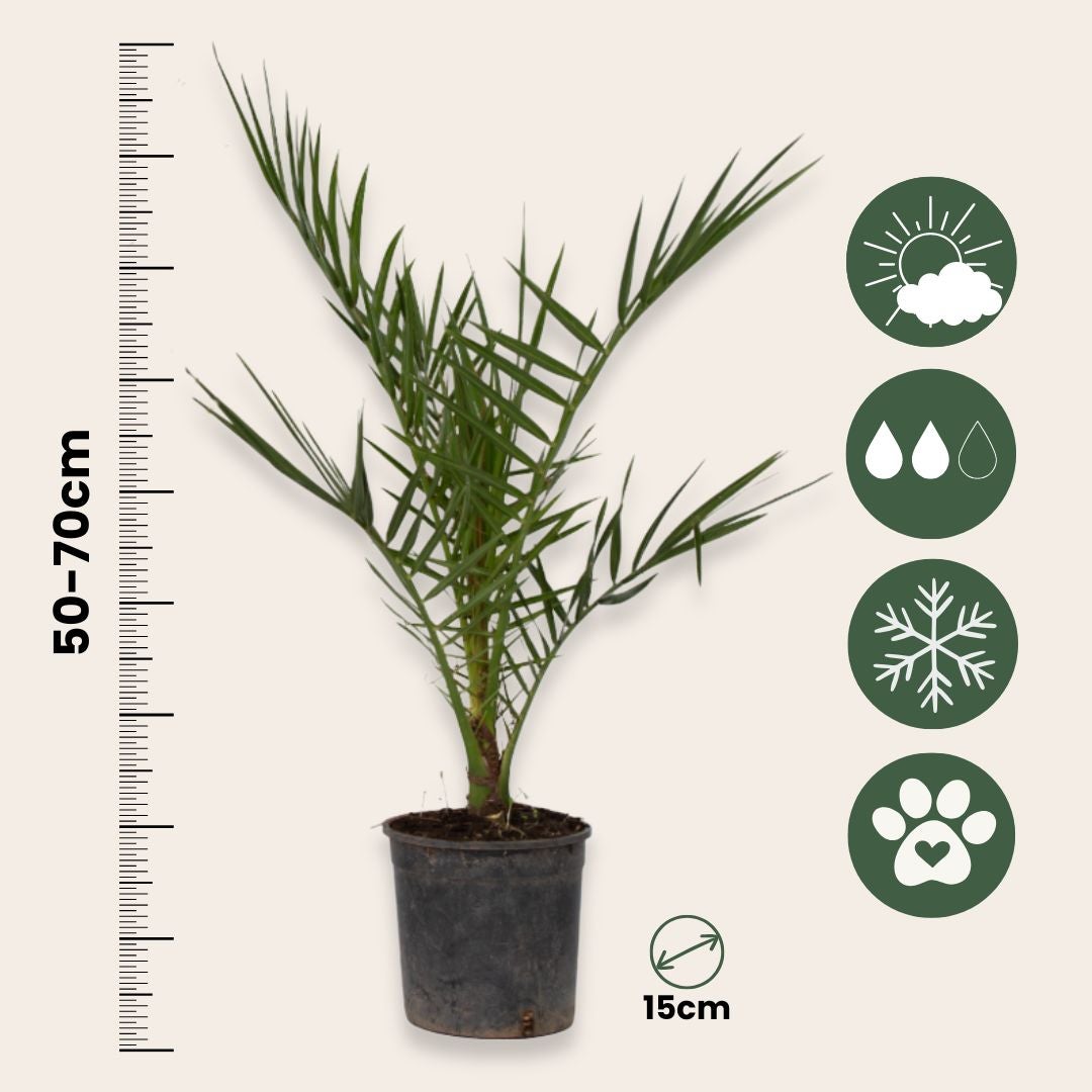 Mélange de palmiers d'extérieur - Set de 3 - Hauteur 50-70cm - ⌀15cm - 2