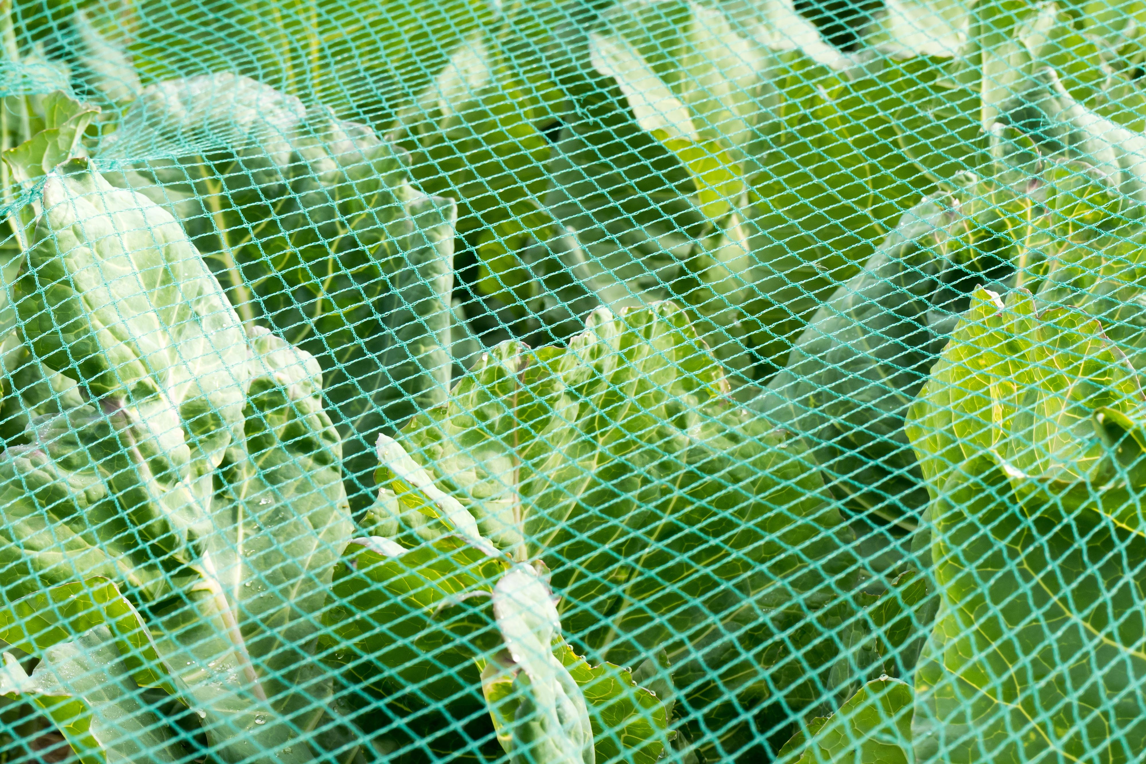 Filet de bassin 25 m x 8 m protection contre les hérons, filet de silo, filet de protection contre les feuilles, filet de protection contre les - 7