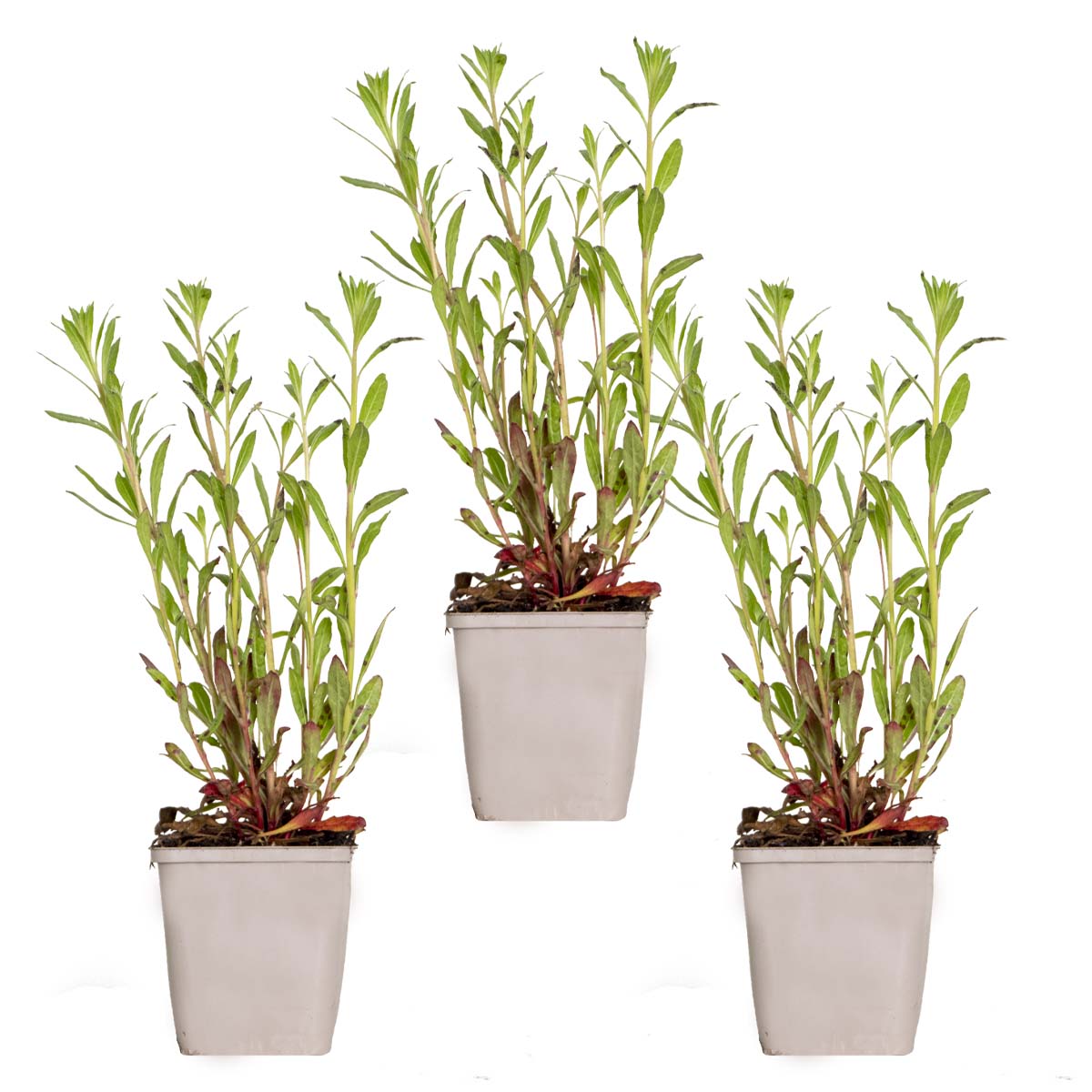 Lot de 3 - Gaura Lindheimeri - Gaura - Plantes de jardin - Rustique - H. 10-20 cm - P. 9x9 cm - 5