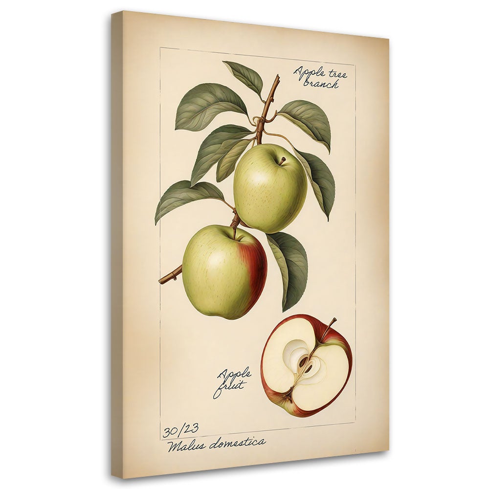 Obraz na płótnie, Owoce Vintage Jabłko 80x120