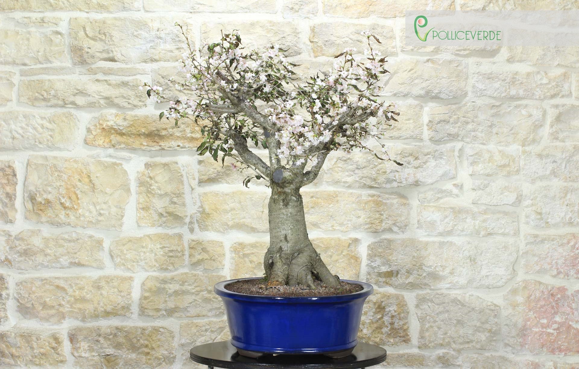 Bonsai di Ciliegio da fiore Serrulata (7) | Leroy Merlin