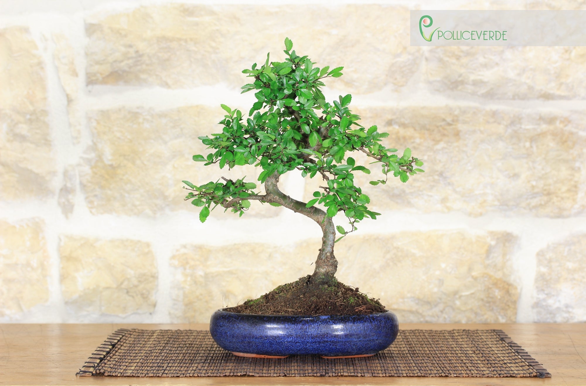 Bonsai di Olmo Cinese vaso cm. 15 - 8