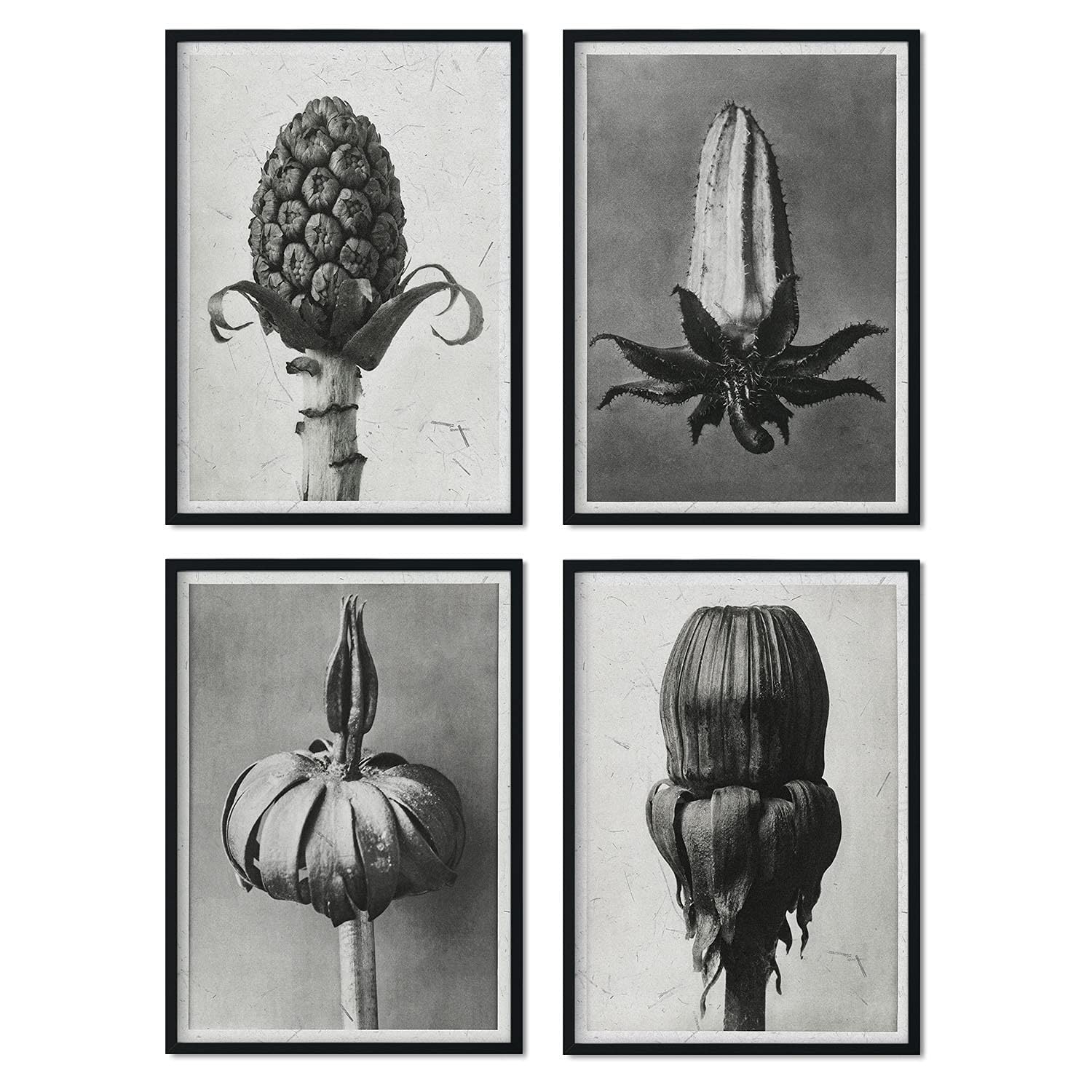 Pack de láminas brotes. pósteres con ilustraciones de flores y plantas en tonos grises. sin marco - a4