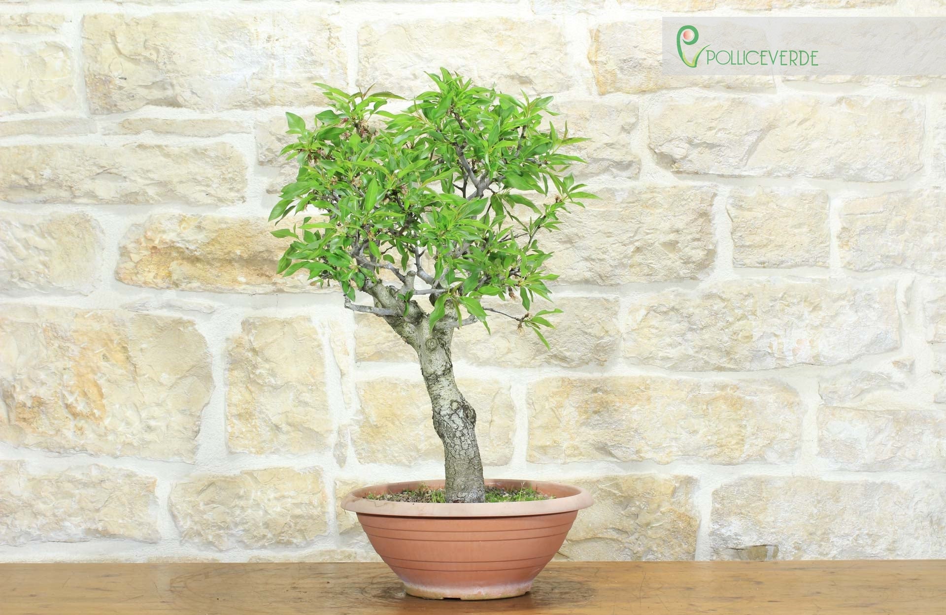 Pre bonsai di Mandorlo (3) - 4