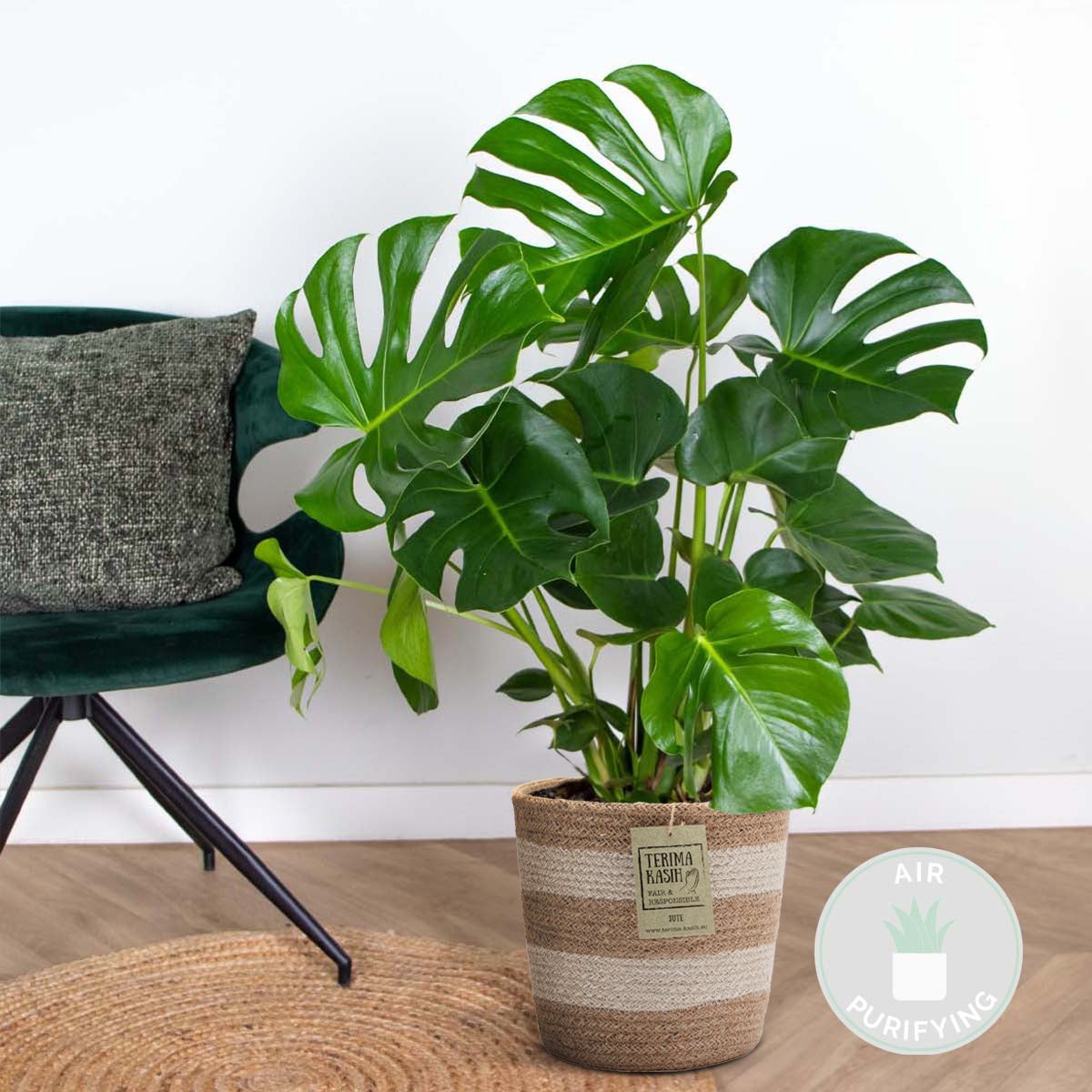 Monstera Deliciosa - Monstera - Plante d’intérieur - Dépolluante - Facile à entretenir - H. 70-80 cm - 2