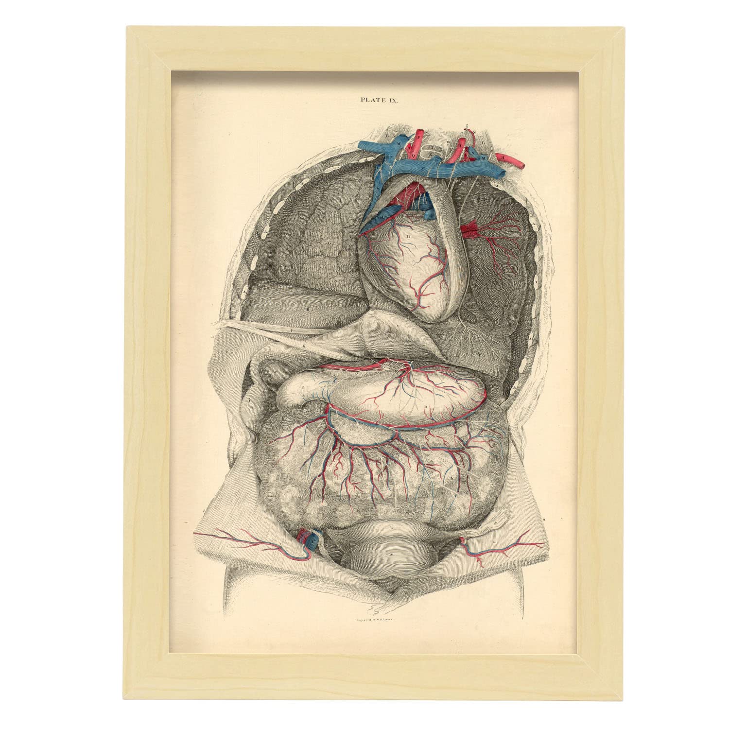 Nacnic Affiche De Dissection Thoracique Et Abdomen Décoratives De L ...