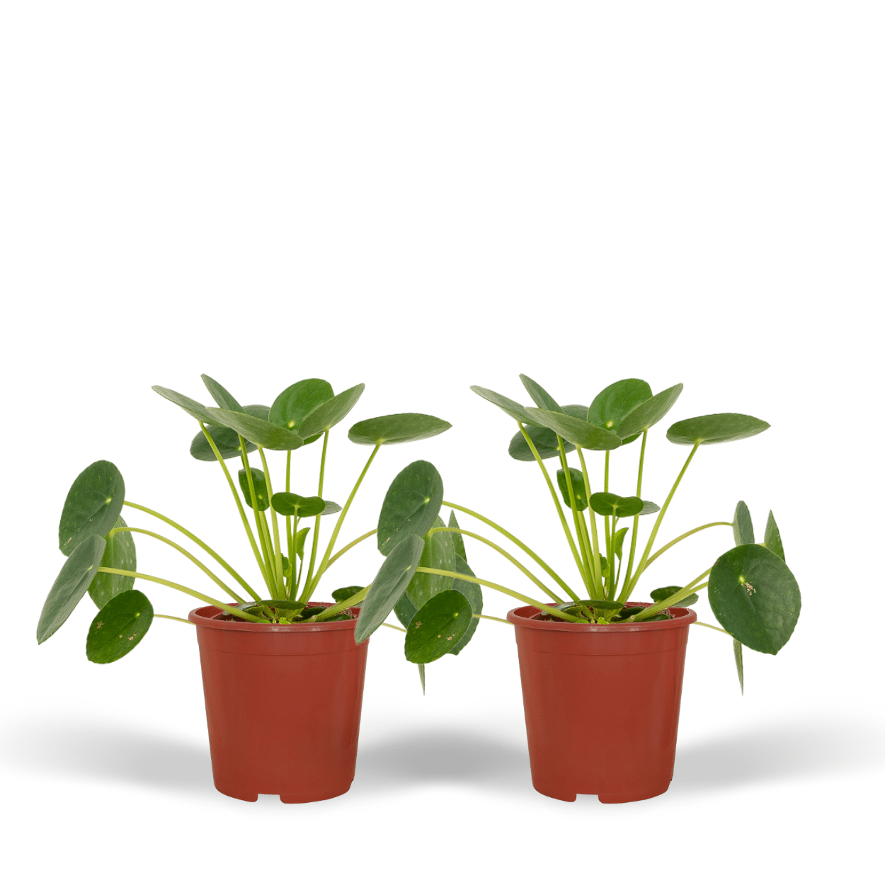 2x Pilea Peperomiodes - Roślina Pancake 20cm - Okrągłe liście
