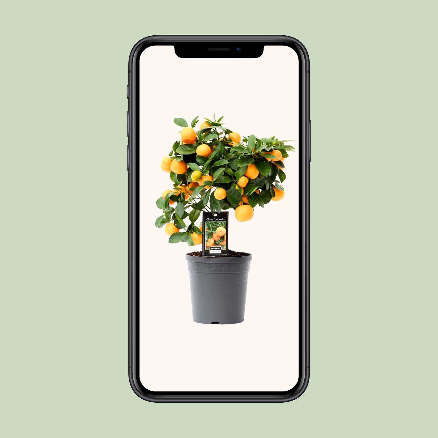 Citrus Calamondin 15 cm - Pianta da interno 40 cm - Agrume ornamentale e profumata - 7