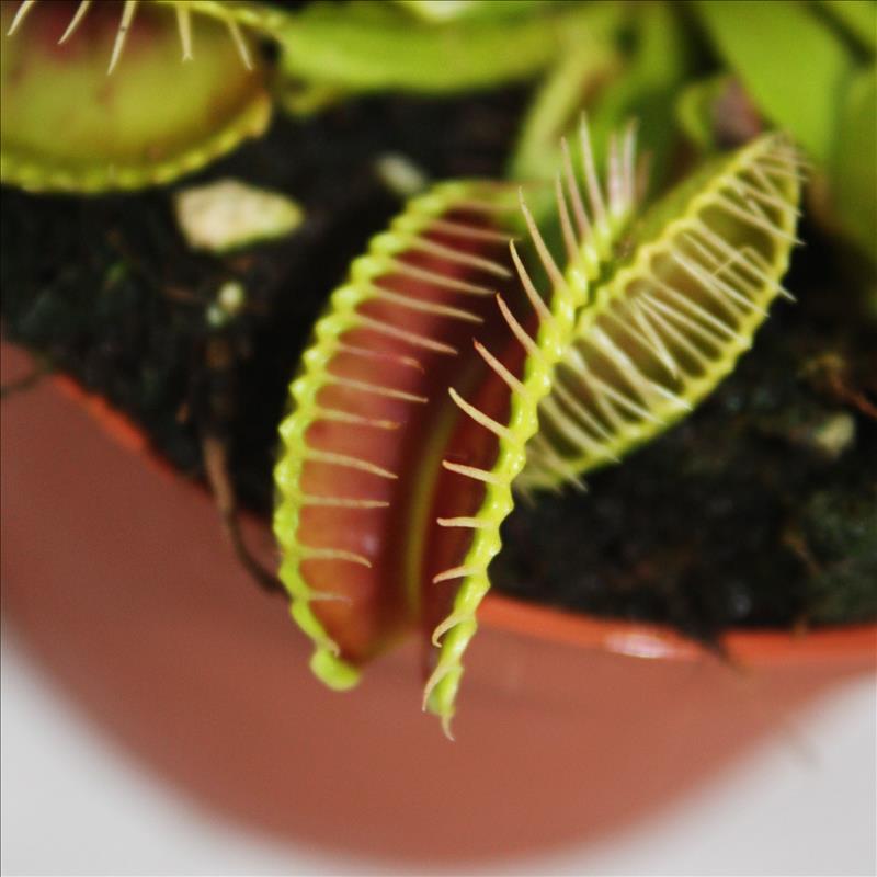 Venus Flytrap - Dionaea muscipula - vaso 9cm - 3
