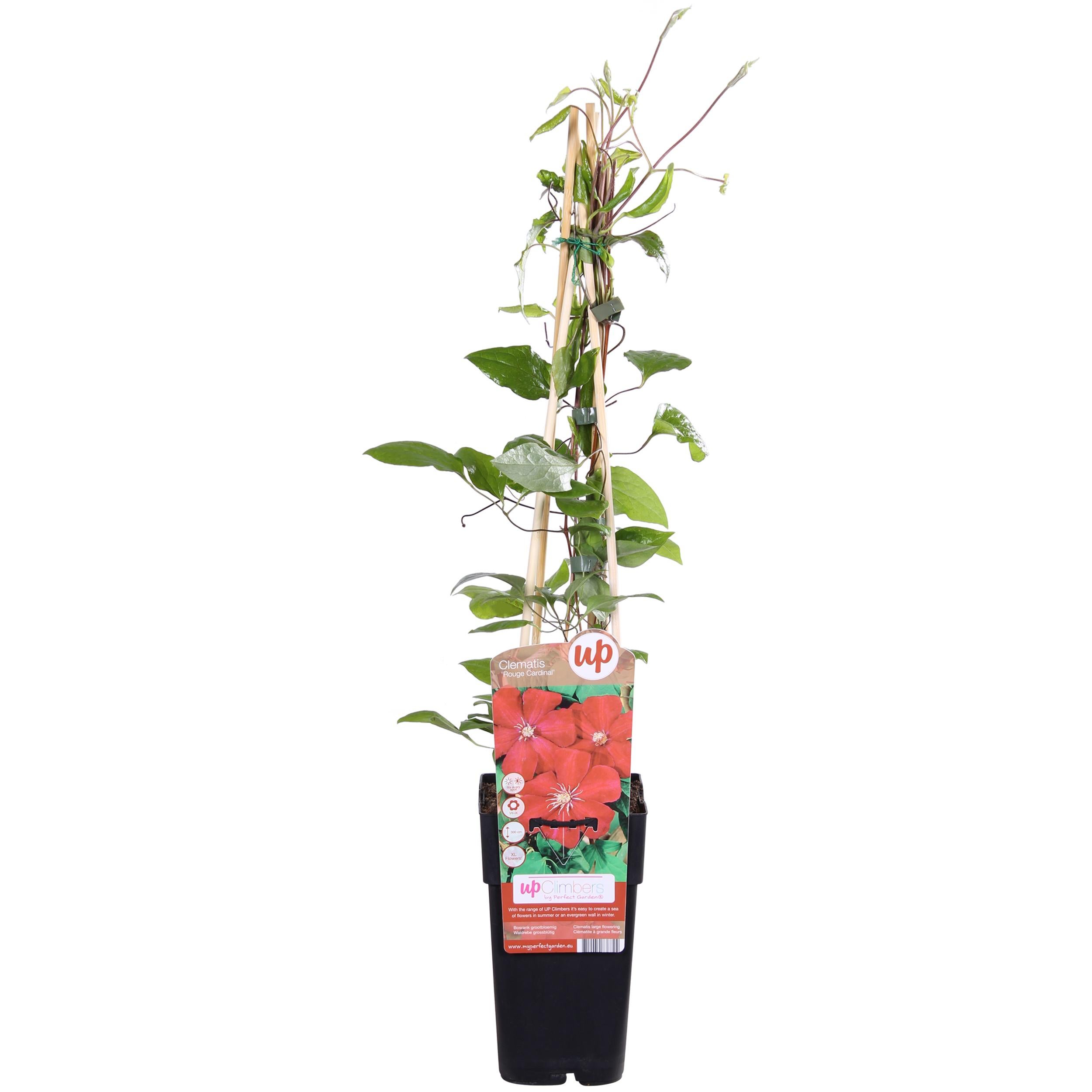 Powojnik Rouge Cardinal - Pnącze o Dużych Czerwonych Kwiatach - Doniczka Ø15cm - Wys. 65cm