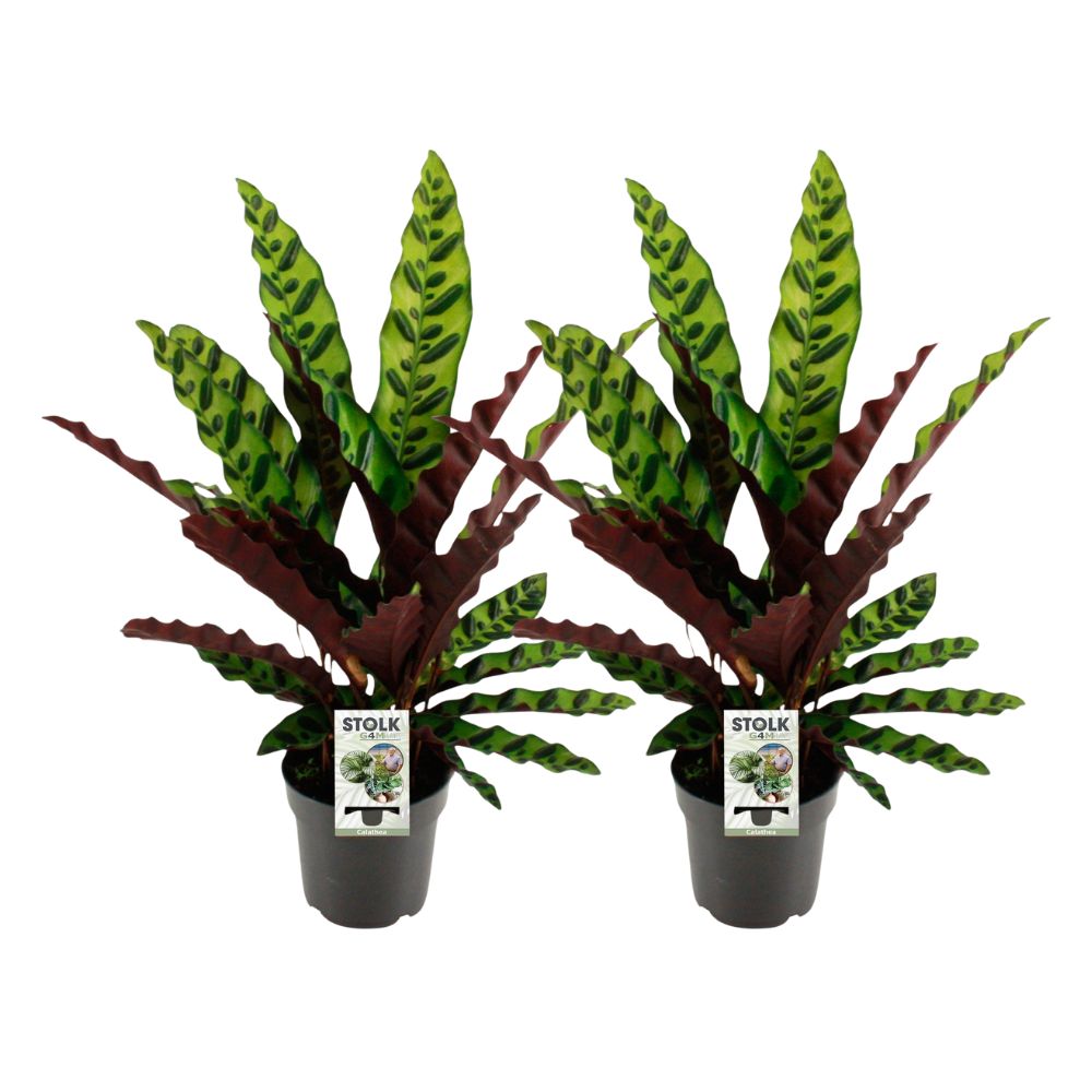 Calathea Lancifolia Insignis Ø14cm - 2 Rośliny Doniczkowe Tropikalne z Dekoracyjnymi Liśćmi, Idealne do Wnętrz