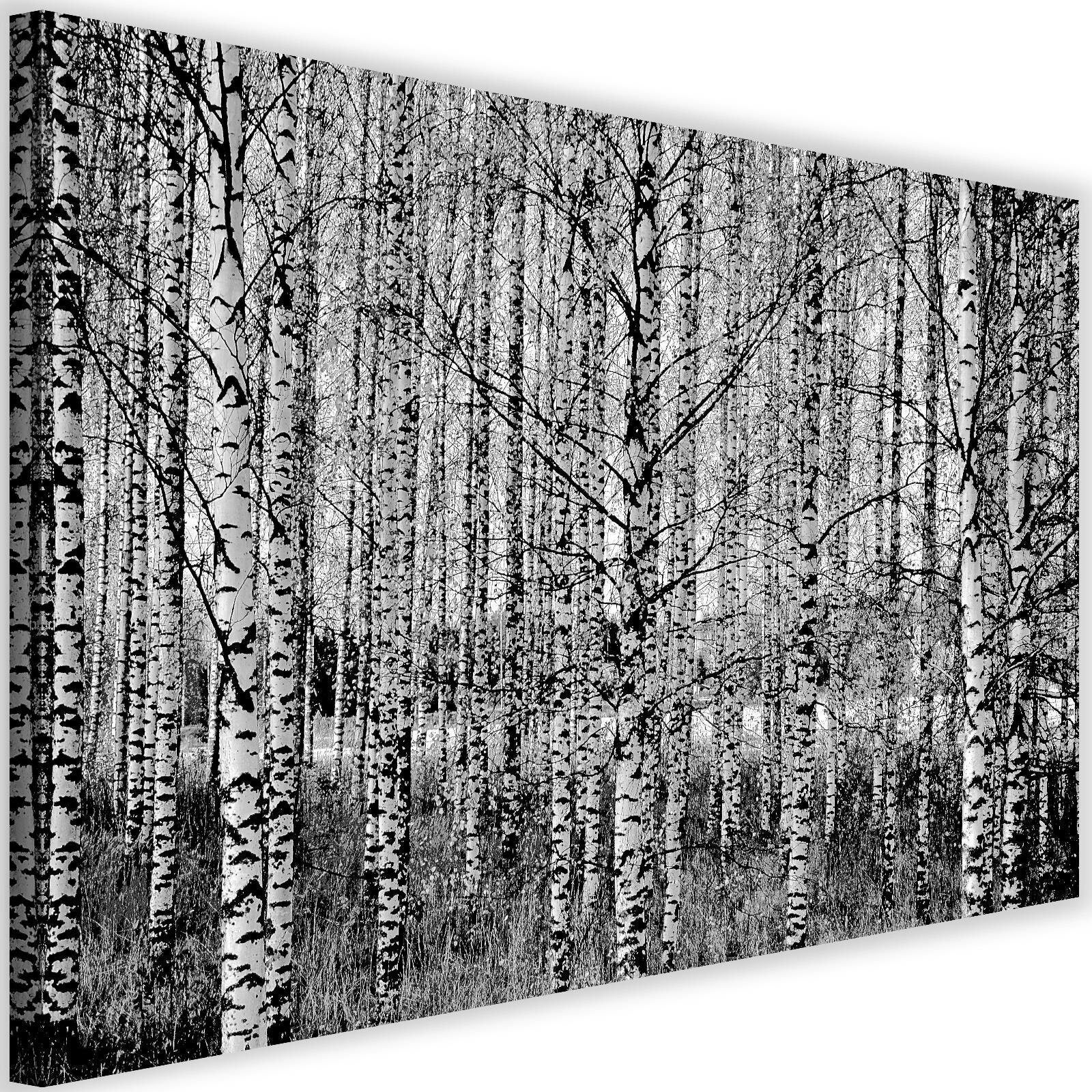 Obraz na płótnie, Las brzozowy czarno biały 120x80