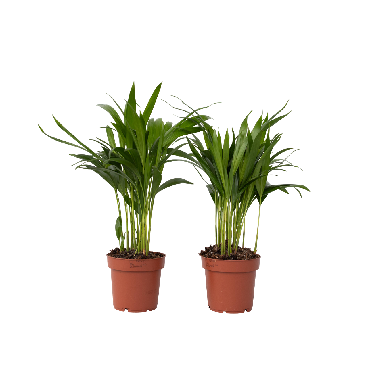 QAOUIEP Pianta artificiale di palma Areca da 1,8 m, con 17 tronchi, pianta artificiale prevasata con muschio realistico, per casa e ufficio, albero finto per interni ed esterni (confezione da 2 pezzi